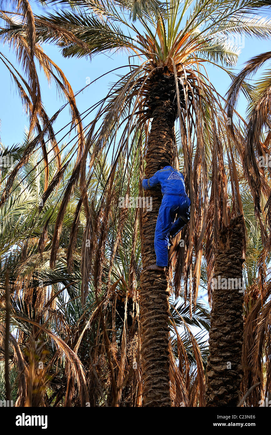 L'uomo che va verso il basso a partire da una data palm dopo le date di raccolta in un giardino nell'oasi di Siwa, Western Desert, Egitto Foto Stock