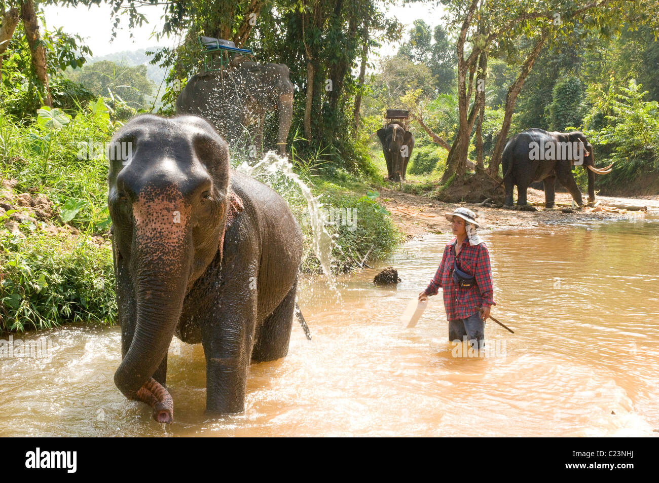 Gli elefanti la balneazione nel fiume, Khao Sok National Park, nel sud della Thailandia Foto Stock