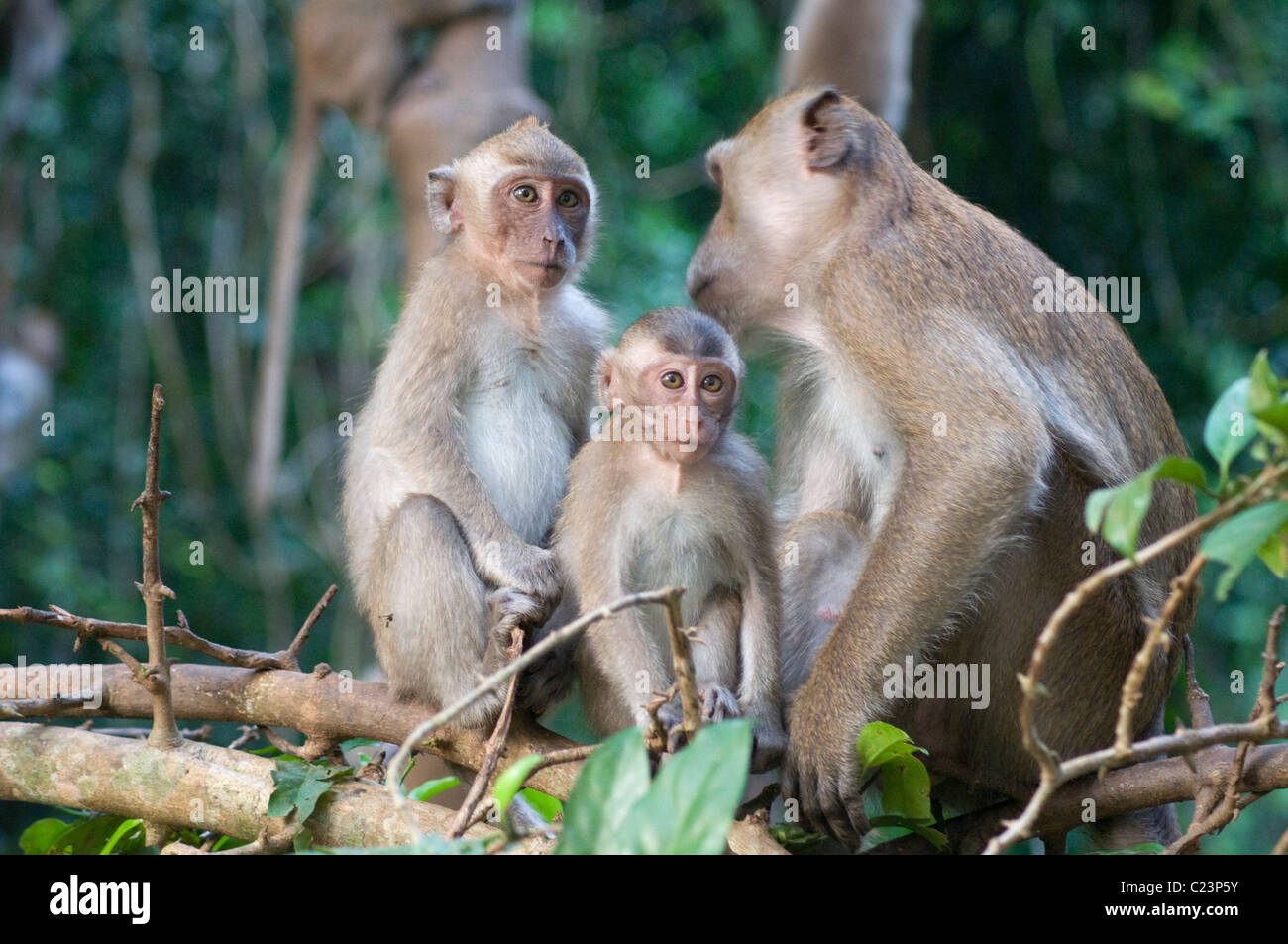 Famiglia di scimmie, Khao Sok National Park, nel sud della Thailandia Foto Stock