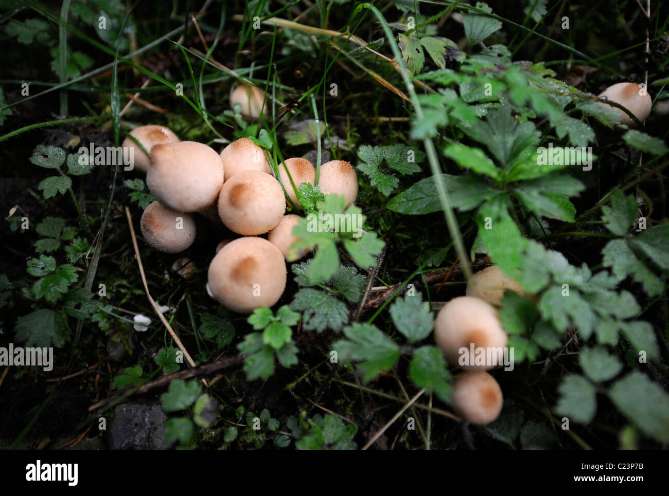 Re. Rovistando esperto Raoul Van Den Broucke puffballs raccolta su un tour partito circa i funghi selvatici nel bosco vicino alla parte superiore Foto Stock
