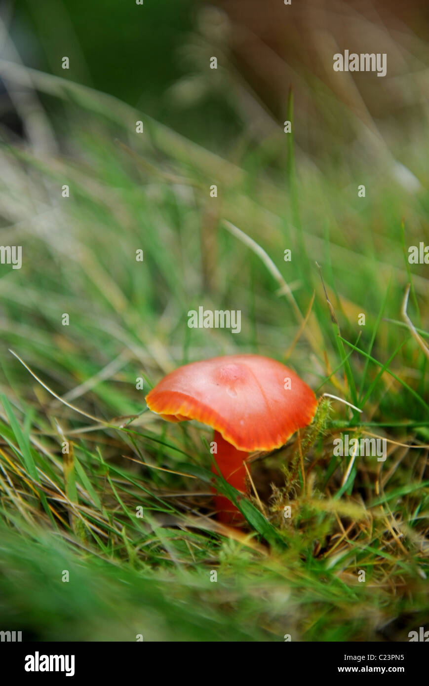 Re. Rovistando esperto Raoul Van Den Broucke raccogliendo una cappa scarlatta fungo su un tour partito circa i funghi selvatici in woodl Foto Stock