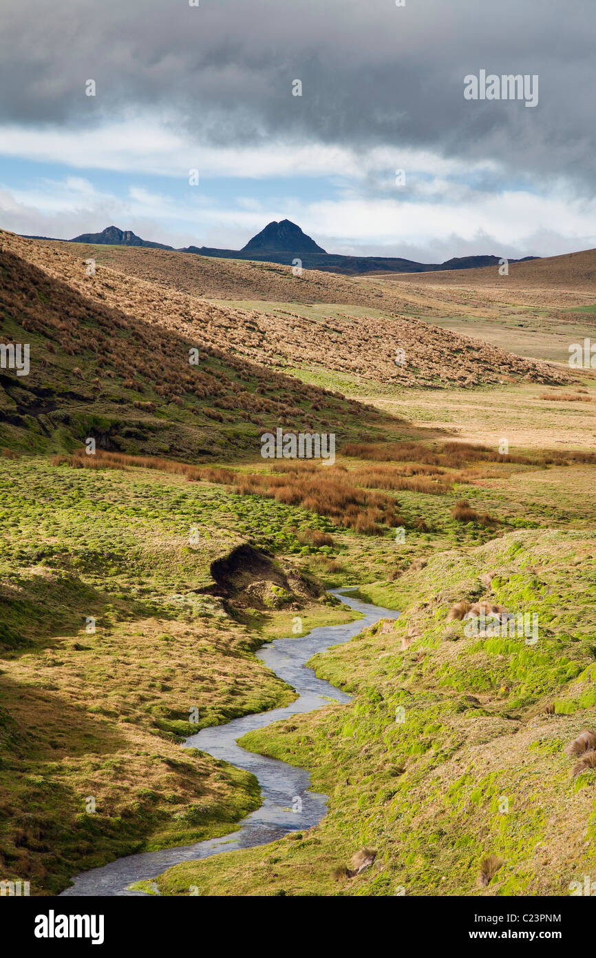 Antisana riserva ecologica, Ecuador Foto Stock