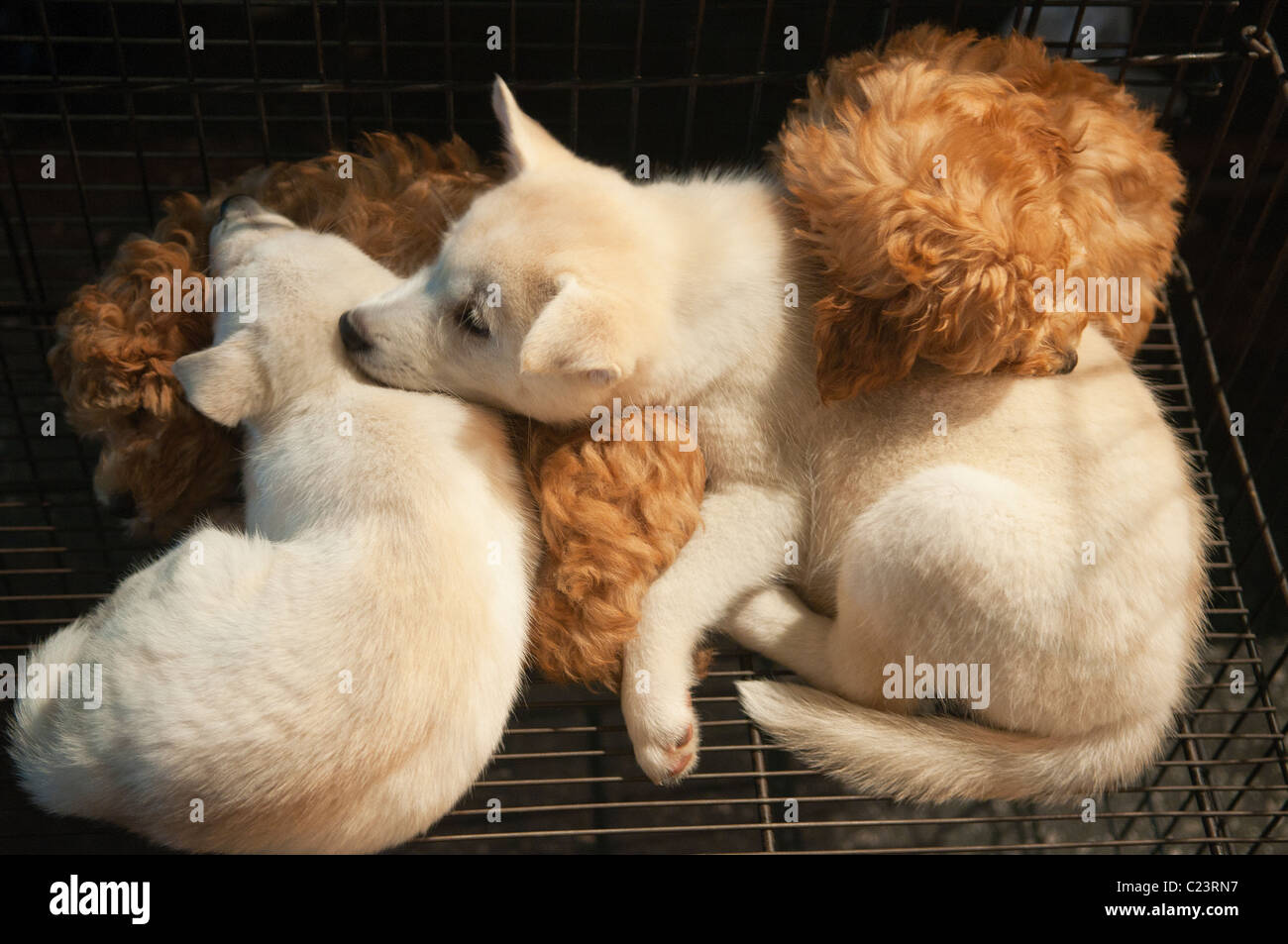 Siberian Husky Cuccioli Per La Vendita Nel Mercato Notturno Di