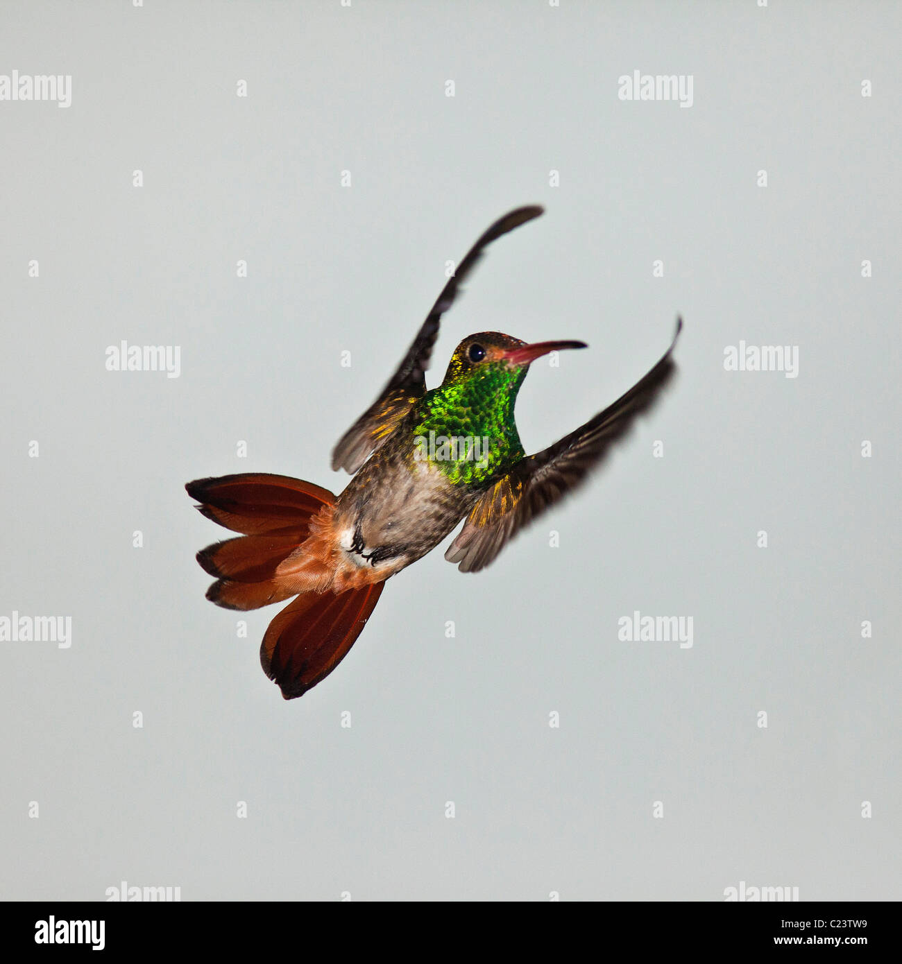 Rufous Tailed Hummingbird (Amazilia tzacatl), Ecuador Foto Stock