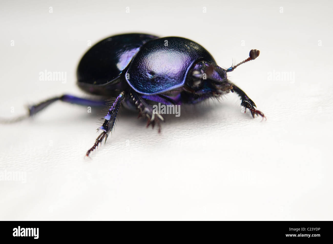 Geotrupes stercorarius beetle Foto Stock