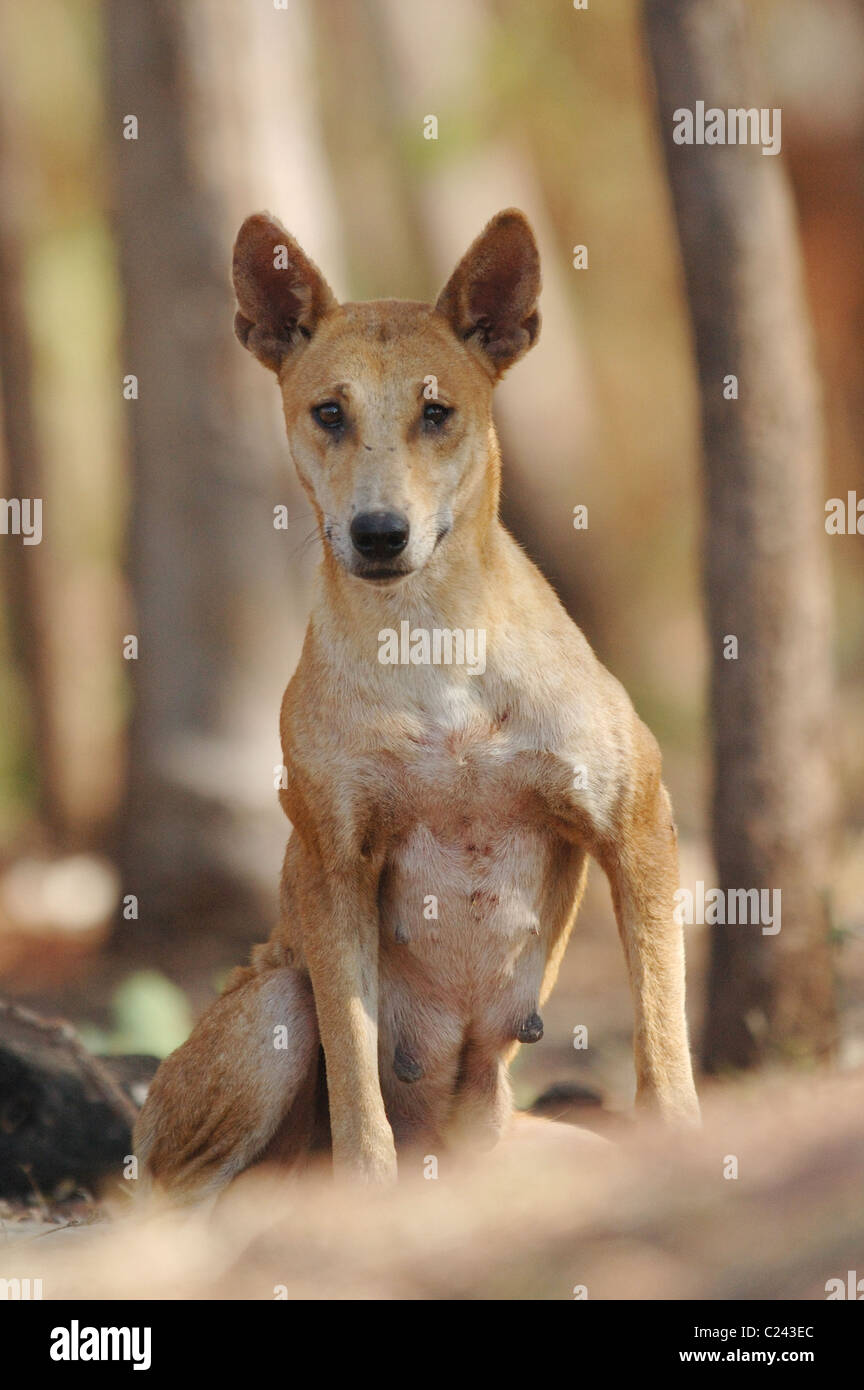 Femmina Dingo nel Parco Nazionale Kakadu, Australia settentrionale Foto Stock