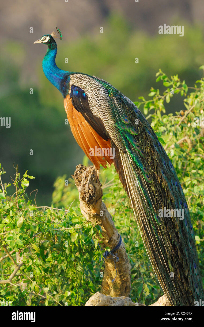 Maschi selvatici Peacock (Pavo cristatus) in Yala Ovest del Parco Nazionale, Sri Lanka. Foto Stock
