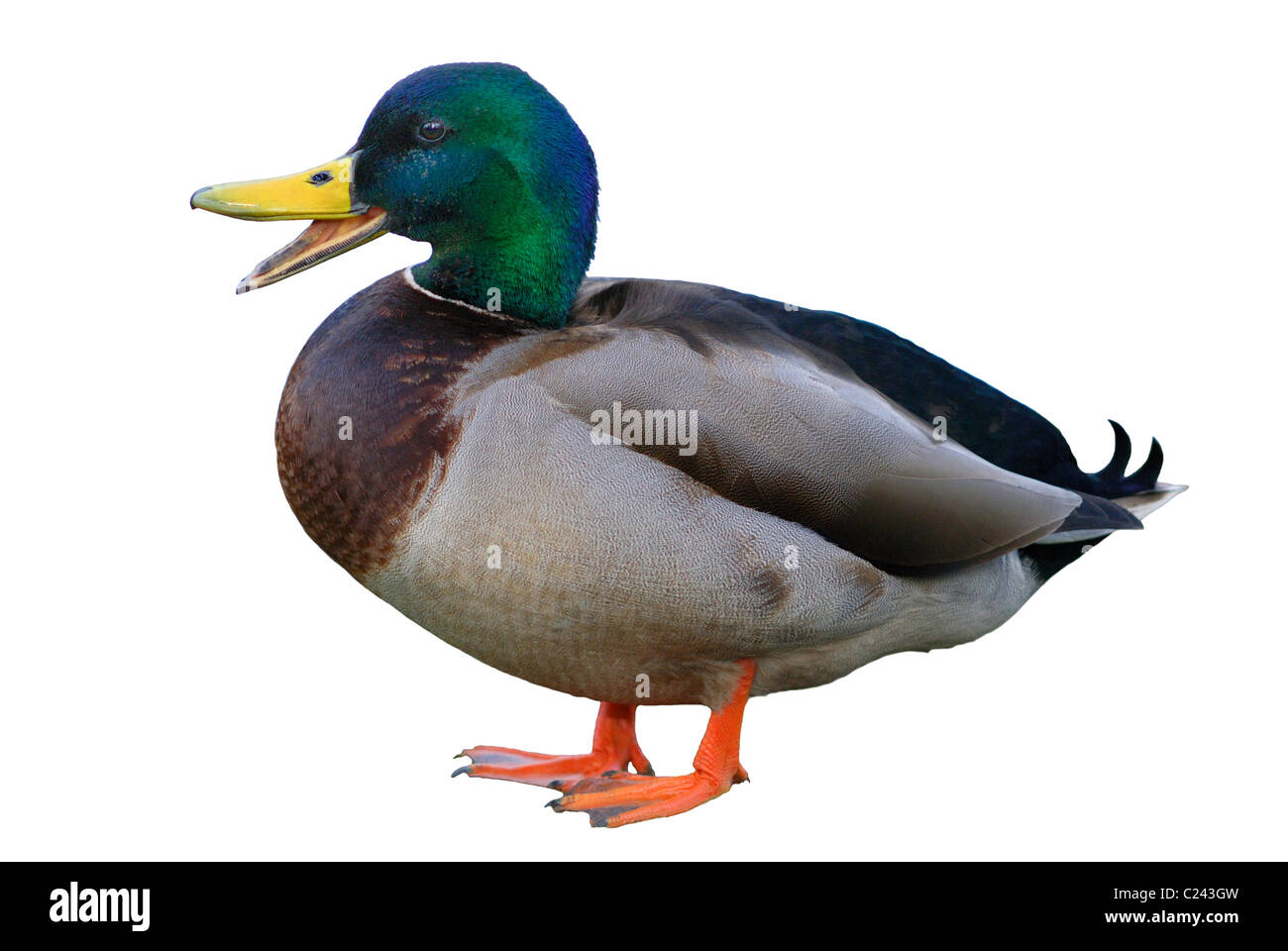 Interruzione di un maschio di Mallard Duck (Anas platyrhynchos) chiamando Foto Stock