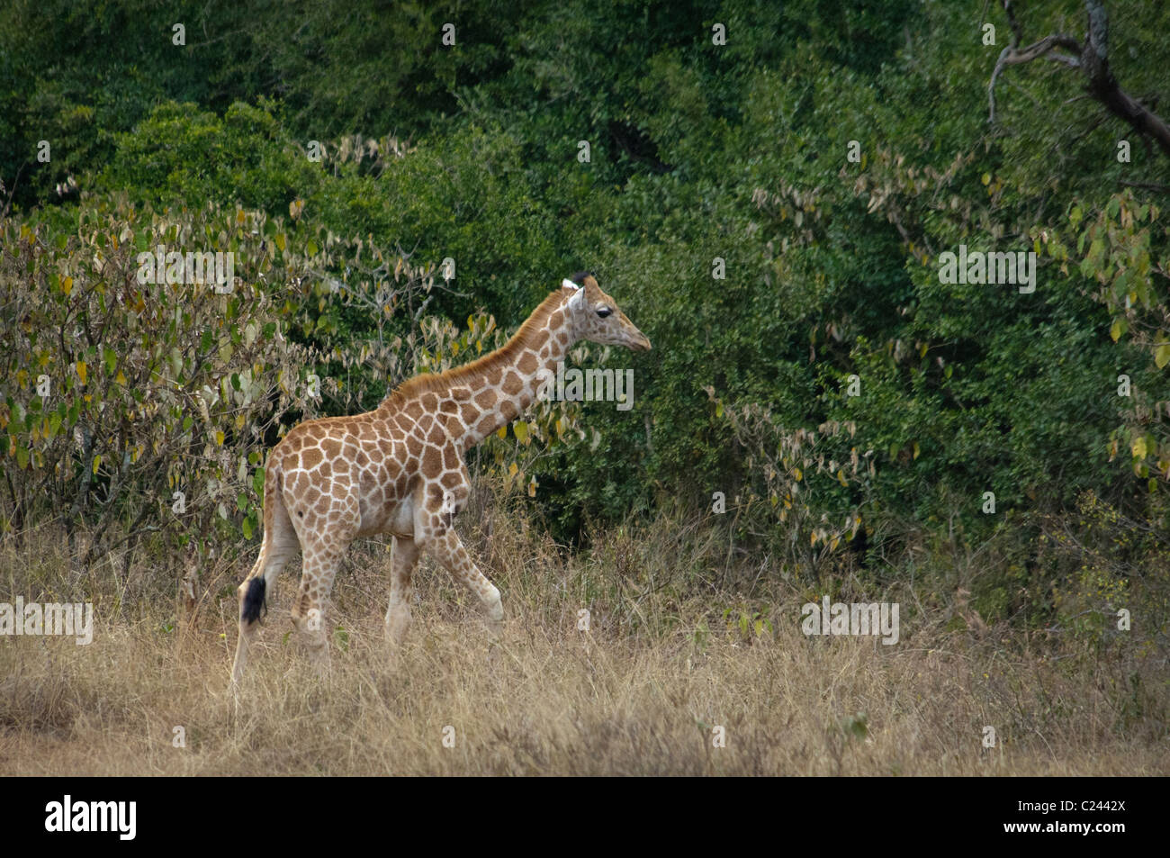 Giraffa Rothschild di vitello, Giraffe Manor, Nairobi, Kenya, Africa Foto Stock