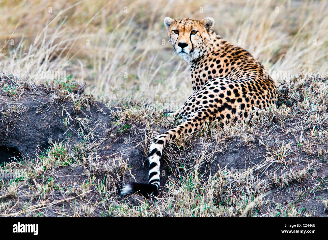 Cheetah, Acinonyx jubatus, ricerca di preda, il Masai Mara riserva nazionale, Kenya, Africa Foto Stock