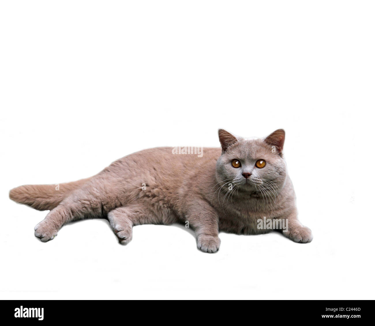 British Shorthair gatto su sfondo bianco Foto Stock