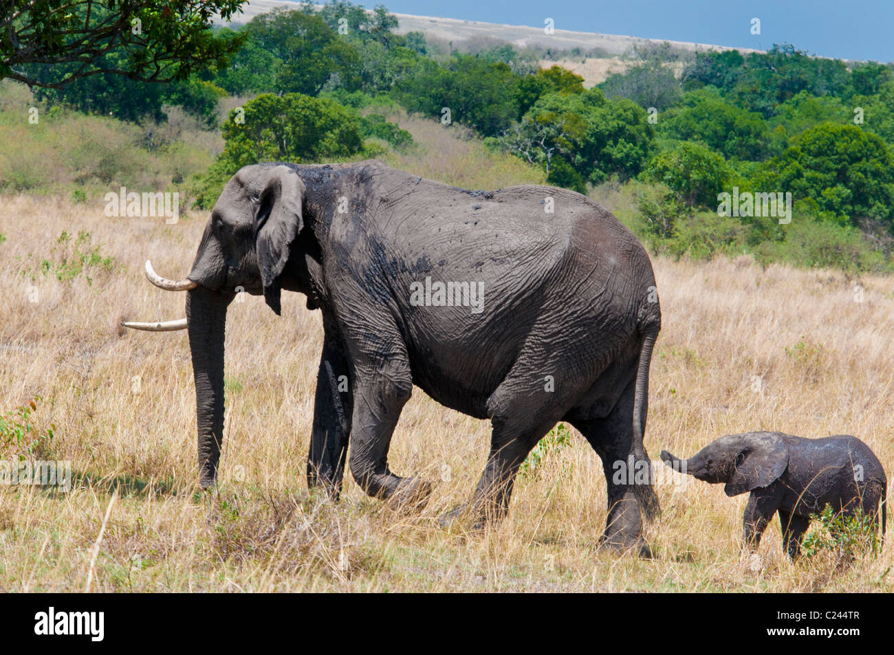 Elefante africano di vitello, Loxodonta africana, a seguito di sua madre, il Masai Mara riserva nazionale, Kenya, Africa Foto Stock