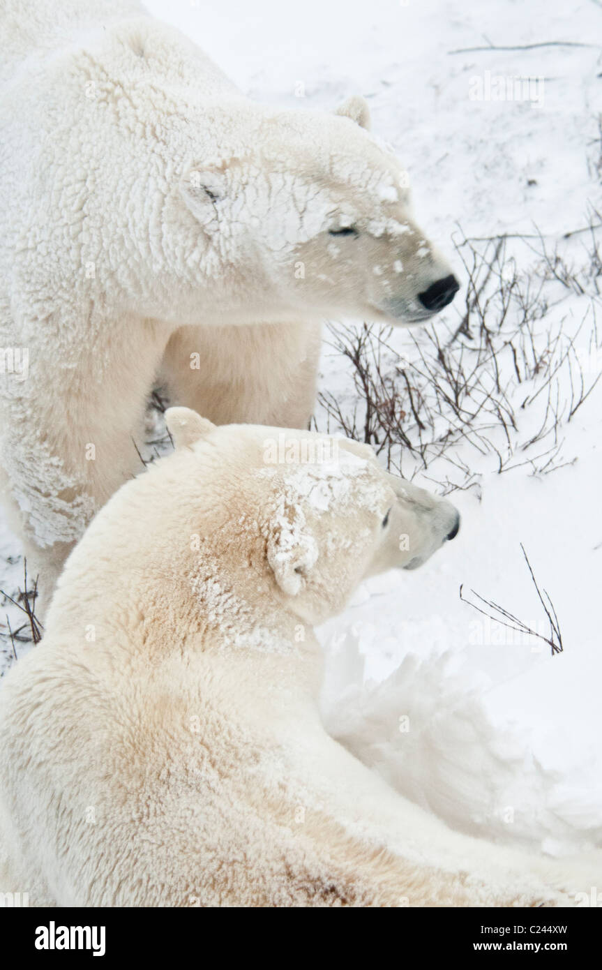 Due orsi polari, Ursus maritimus, Wapusk National Park, nei pressi della Baia di Hudson, Cape Churchill, Manitoba, Canada Foto Stock