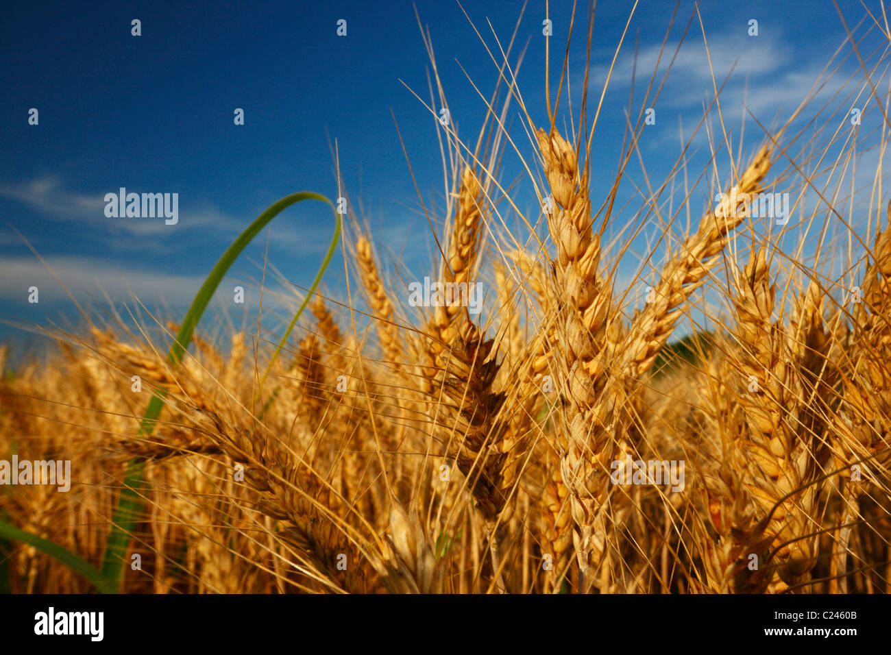 Campo di grano vicino fino Foto Stock