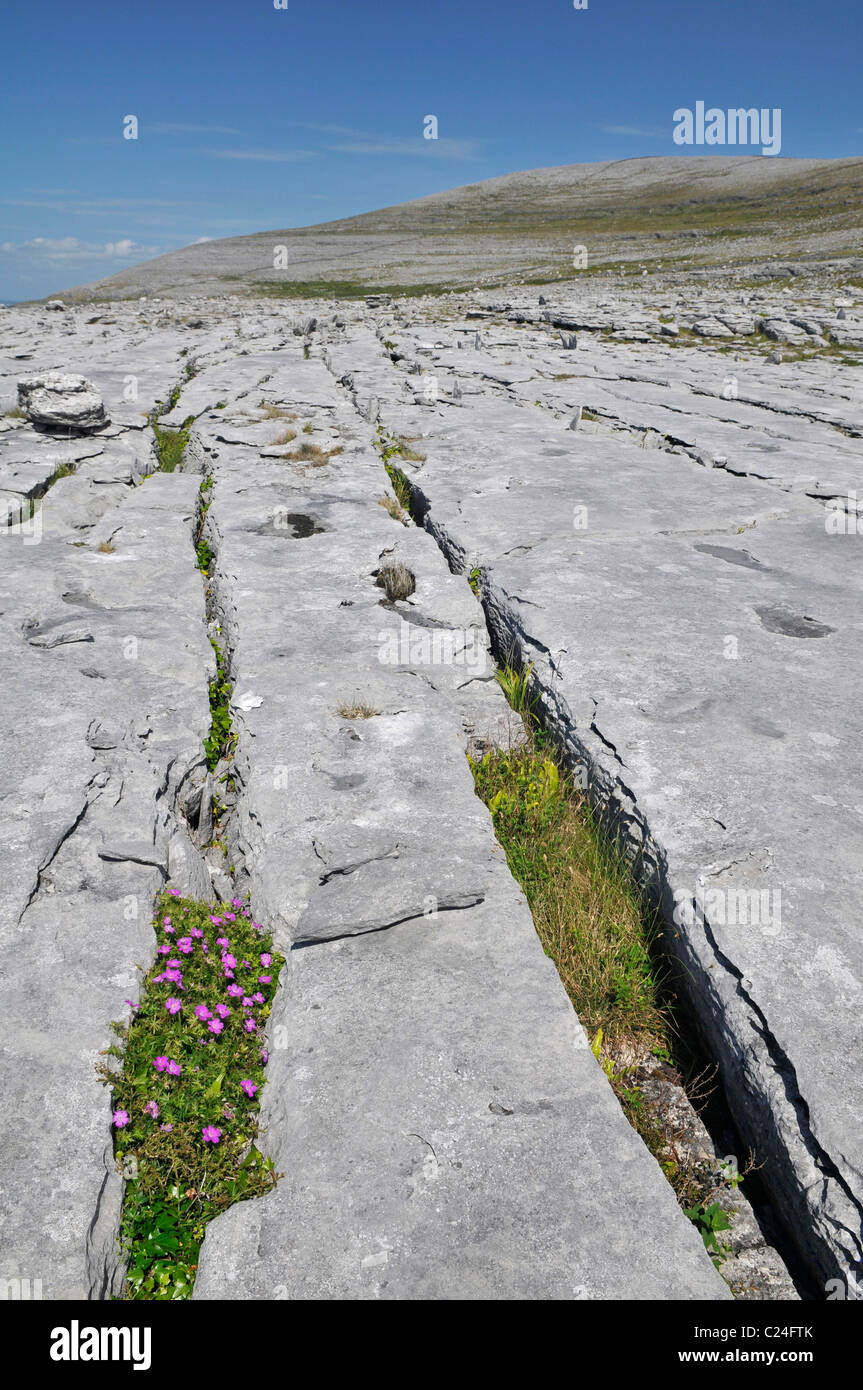 Bloody Cranesbill: Geranium sanguineum. Crescendo in gryke sulla pavimentazione di pietra calcarea. Il Burren, County Clare, Irlanda Foto Stock