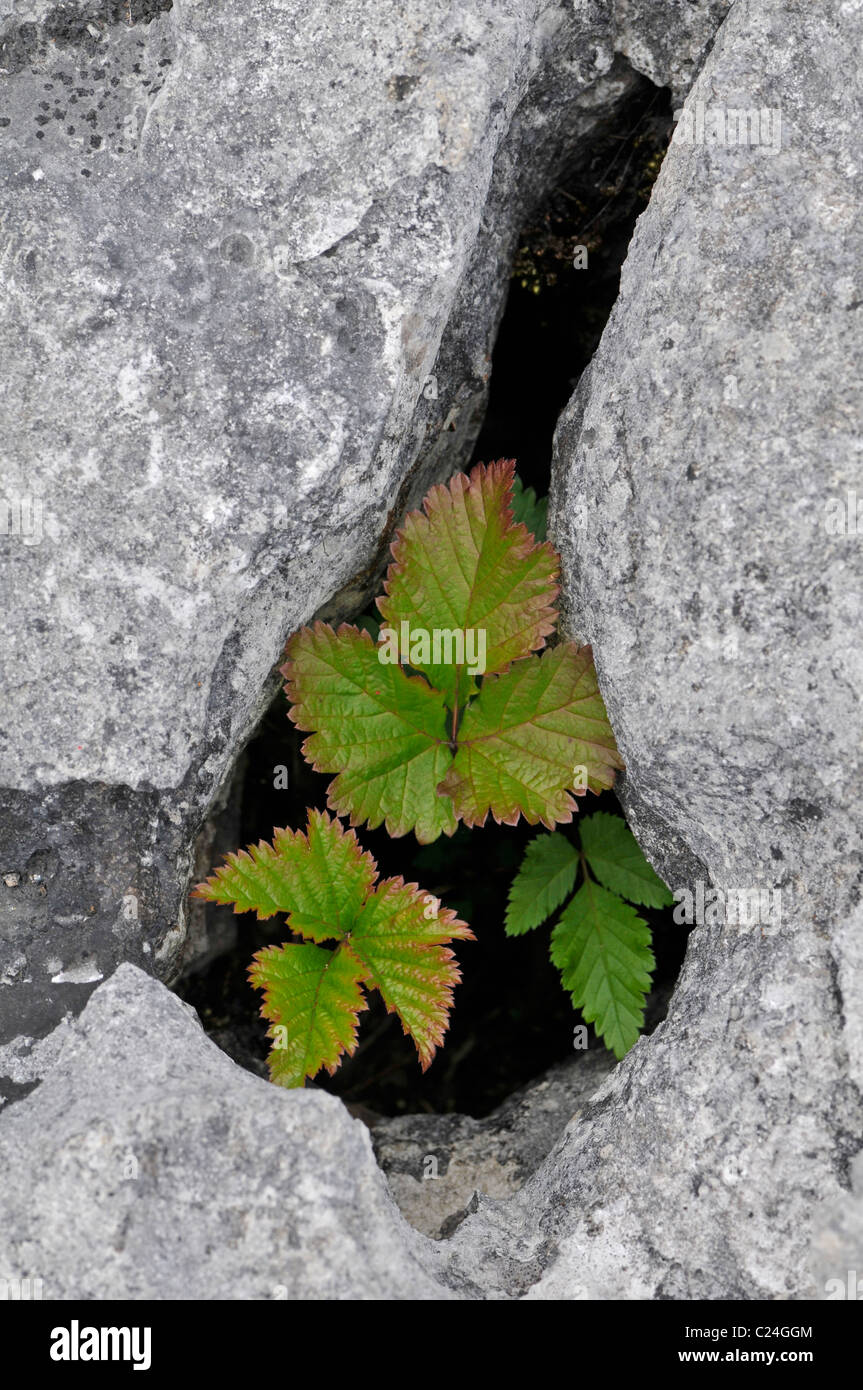 Rovo: Runus fruticosus. Lascia crescere da gryke nella pavimentazione di pietra calcarea. Il Burren, County Clare, Irlanda Foto Stock