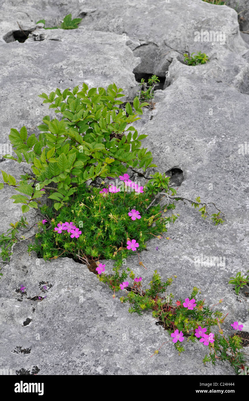 Bloody Cranesbill (Geranium sanguineum) e frassino alberello (Fraxinus excelsior) cresce in gryke sulla pavimentazione di pietra calcarea. Foto Stock