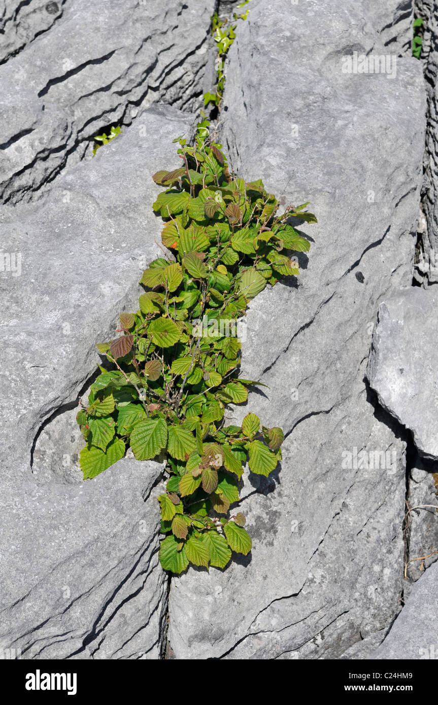 Hazel: Corylus avellana. cresce in gryke sulla pavimentazione di pietra calcarea. Il Burren, County Clare, Irlanda Foto Stock