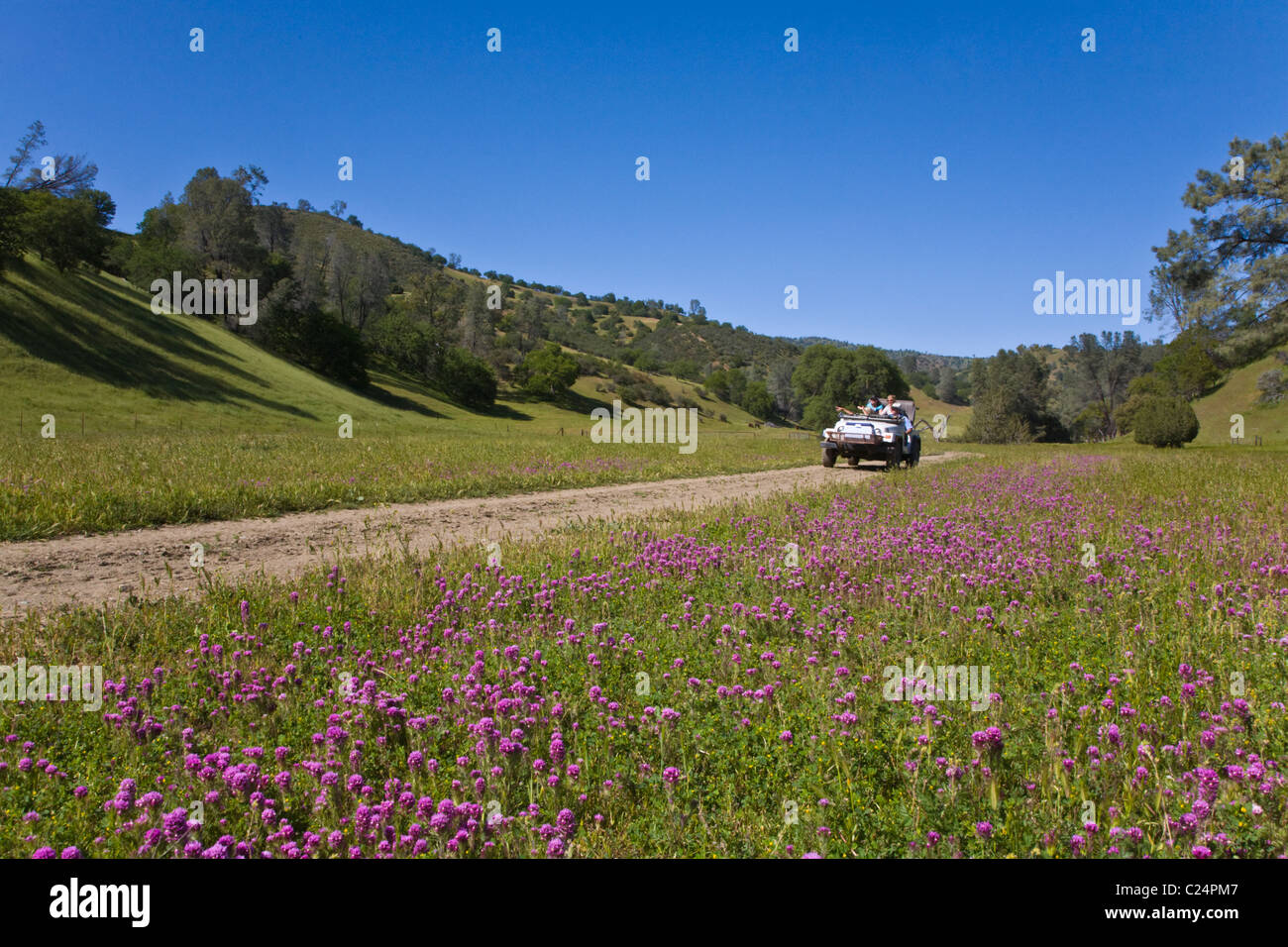 Una gamma di costiera ranch di bestiame in California centrale Foto Stock