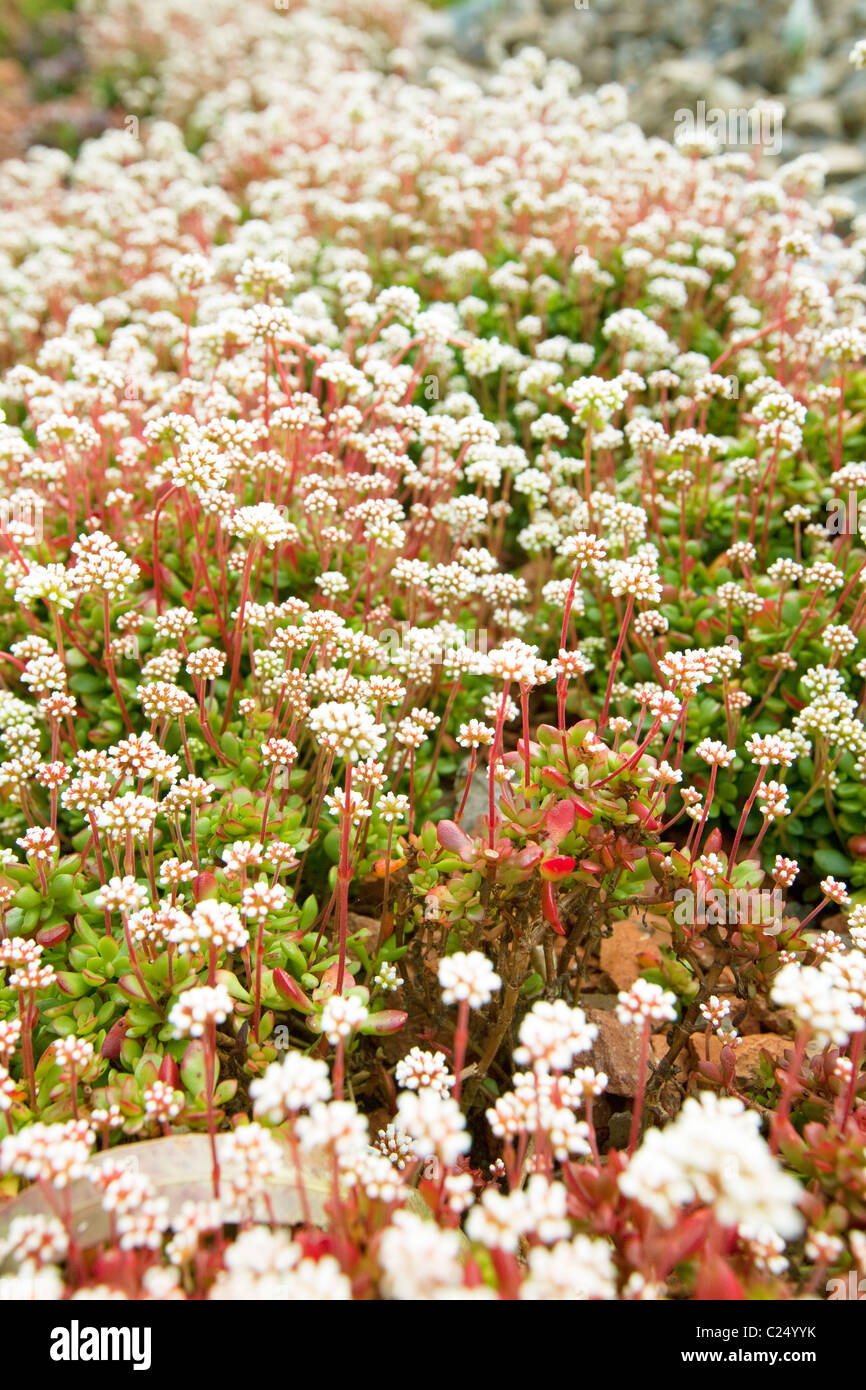 Fioritura succulenta presso il giardino botanico di Melbourne Foto Stock