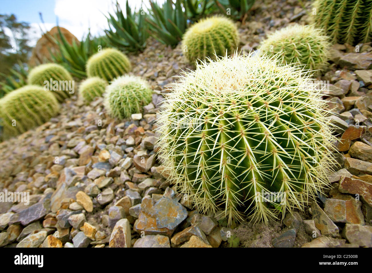 Mexican palla dorata cactus Foto Stock