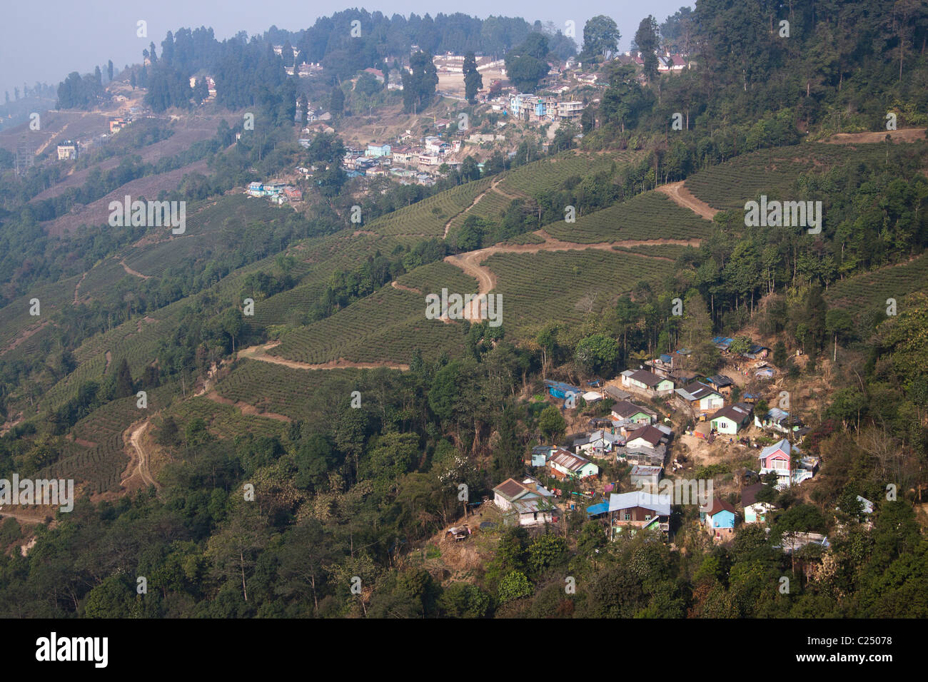 Una frazione rivestite da piantagioni di tè a Darjeeling, West Bengal, India. Foto Stock