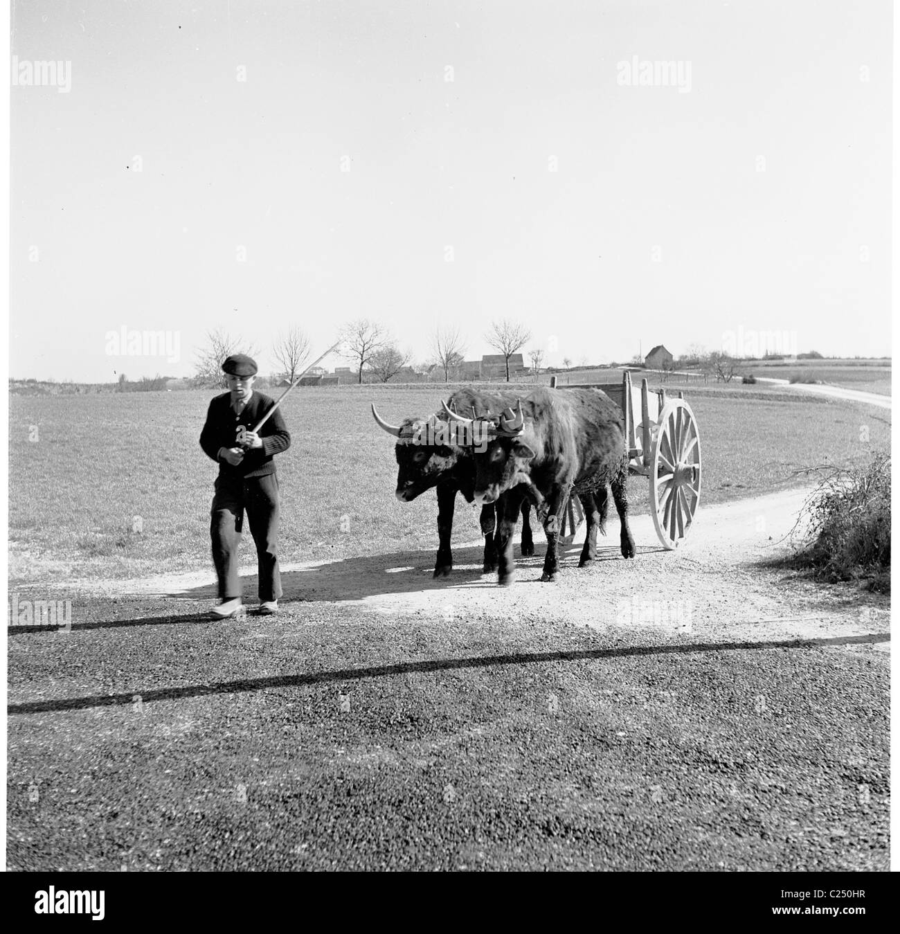 1950s. Francia, nella campagna francese un agricoltore conduce i suoi buoi mentre si tira un di legno-carrello a ruote lungo una pista polverosa Foto Stock