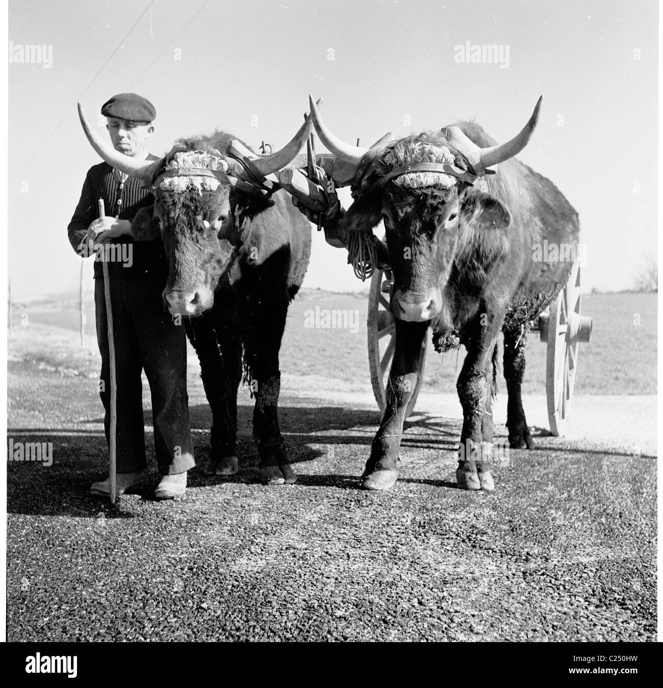 Degli anni Cinquanta, un francese di piccoli contadini o agricoltore che indossa un berretto, in piedi su un percorso con i suoi due grandi animali cornuta, buoi, tirando un di legno-carrello a ruote. Foto Stock