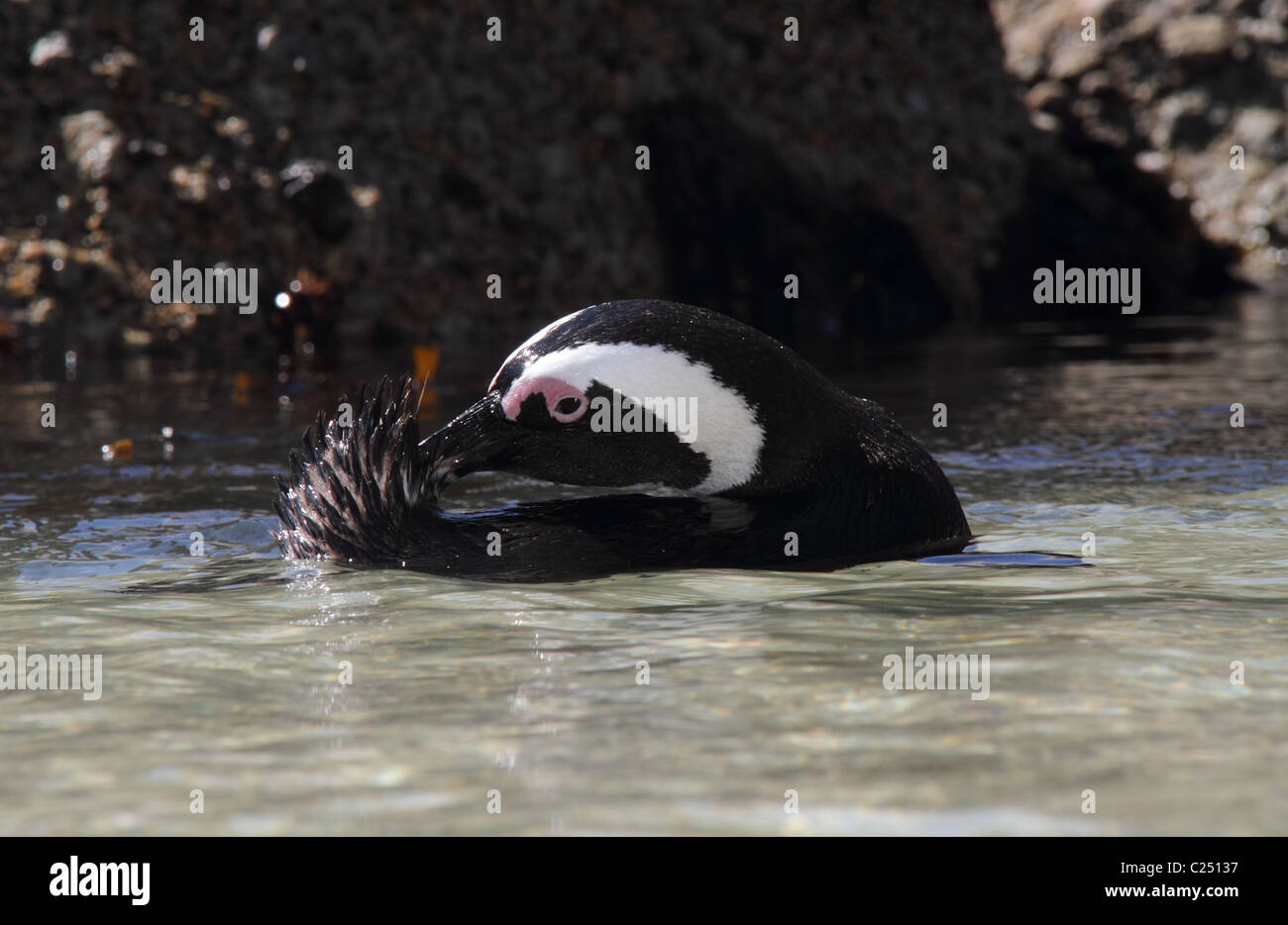 African Jackass penguin preening Foto Stock