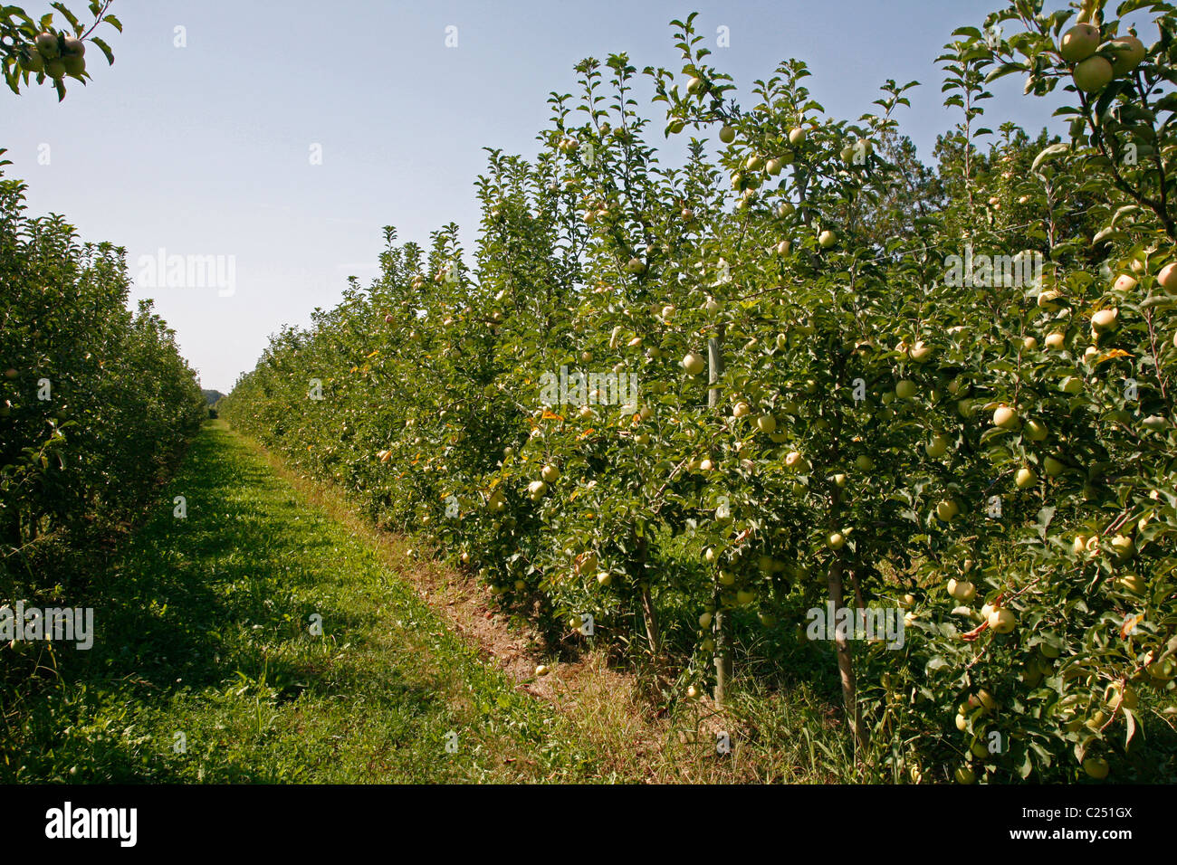 Alberi di mele nel frutteto vicino a Cavaillon, Vaucluse Provence, Francia. Foto Stock