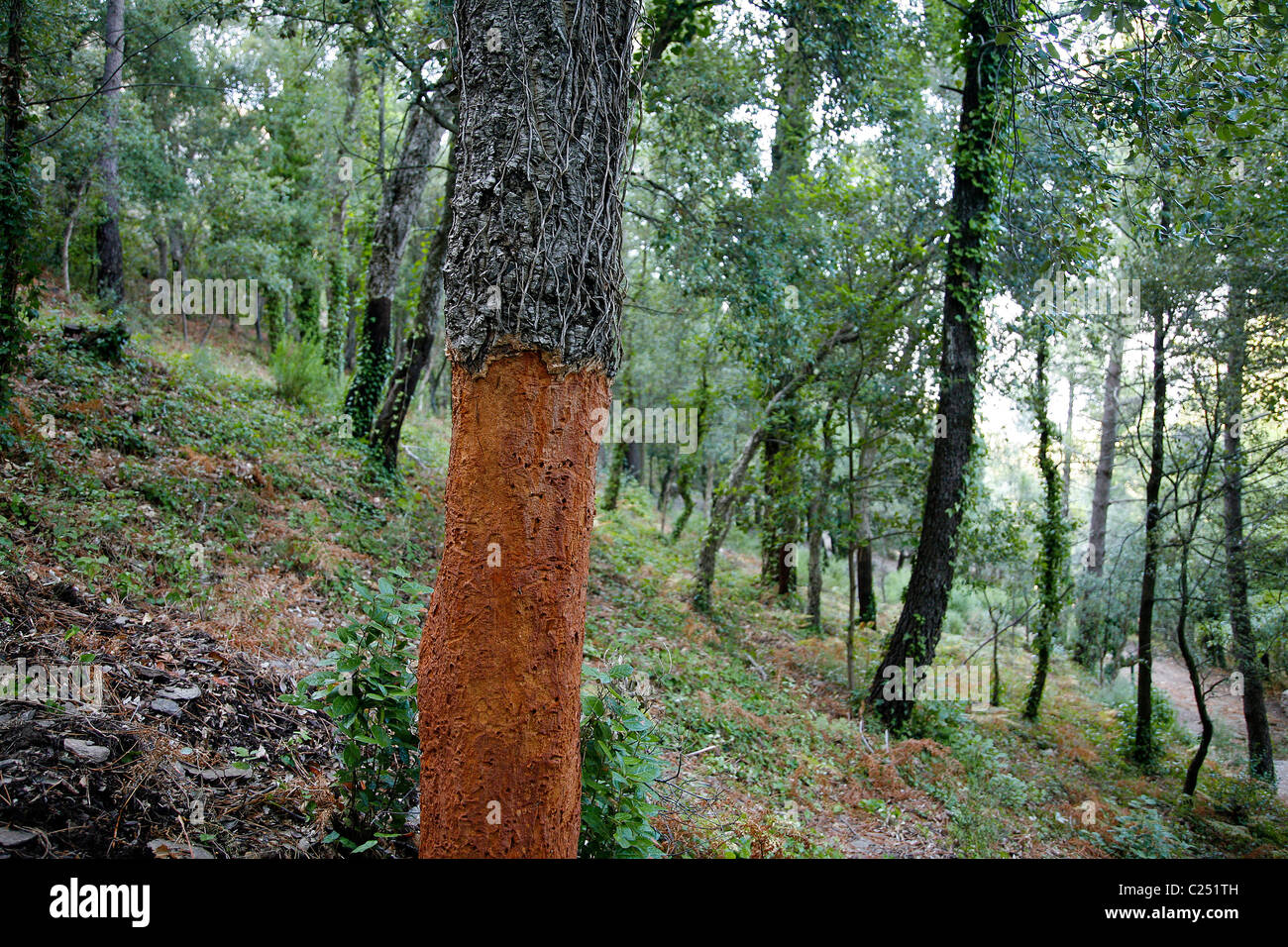 Alberi da sughero in La Garde Freinet, Var, Provenza, Francia. Foto Stock