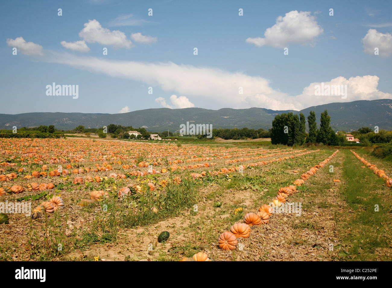 Campo di zucca nel Luberon area collinare nei pressi di Ansouis :, Vaucluse Provence, Francia. Foto Stock