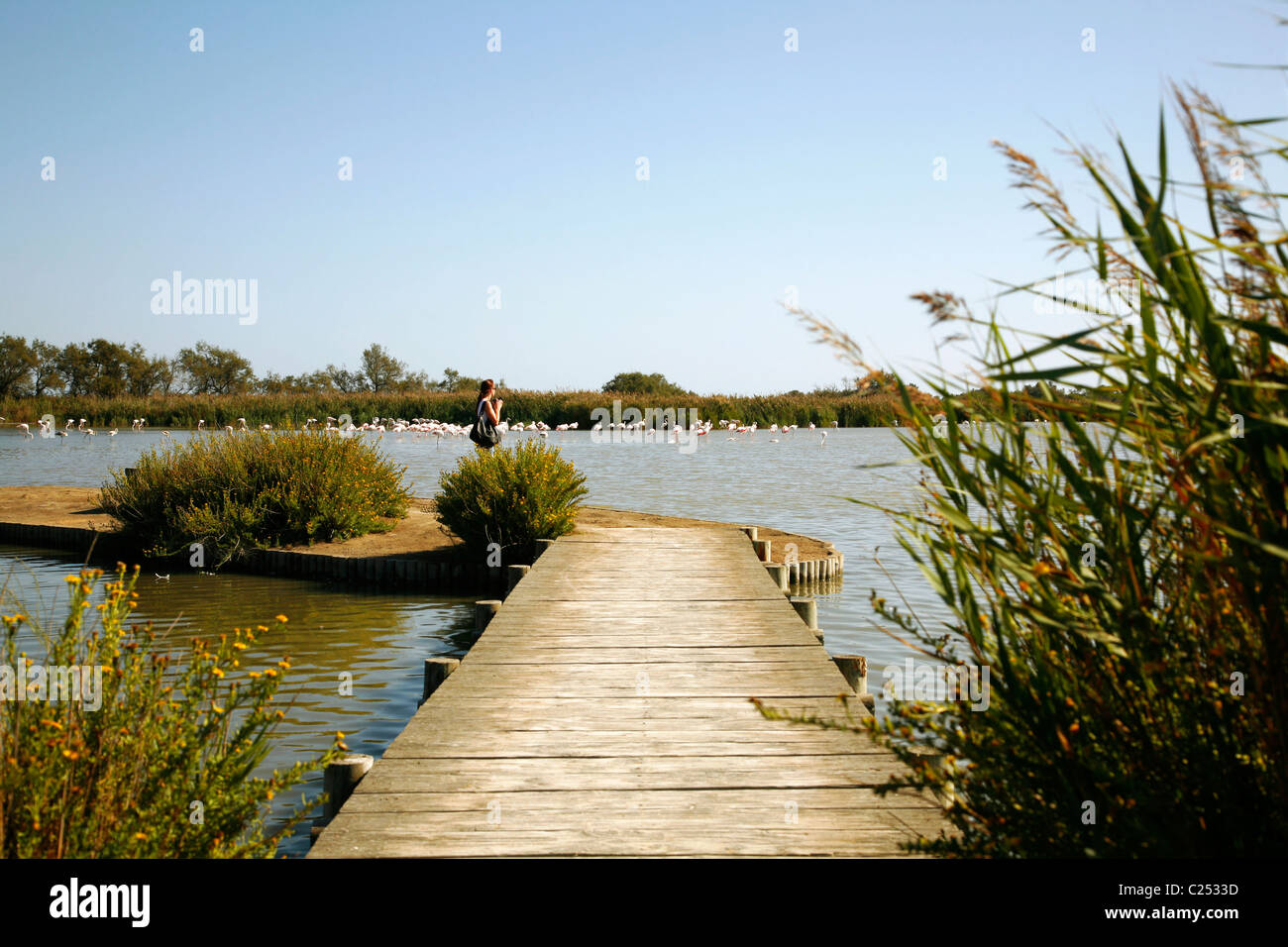 Pont de Gau parco ornitologico e la Camargue, la Provenza, Francia. Foto Stock