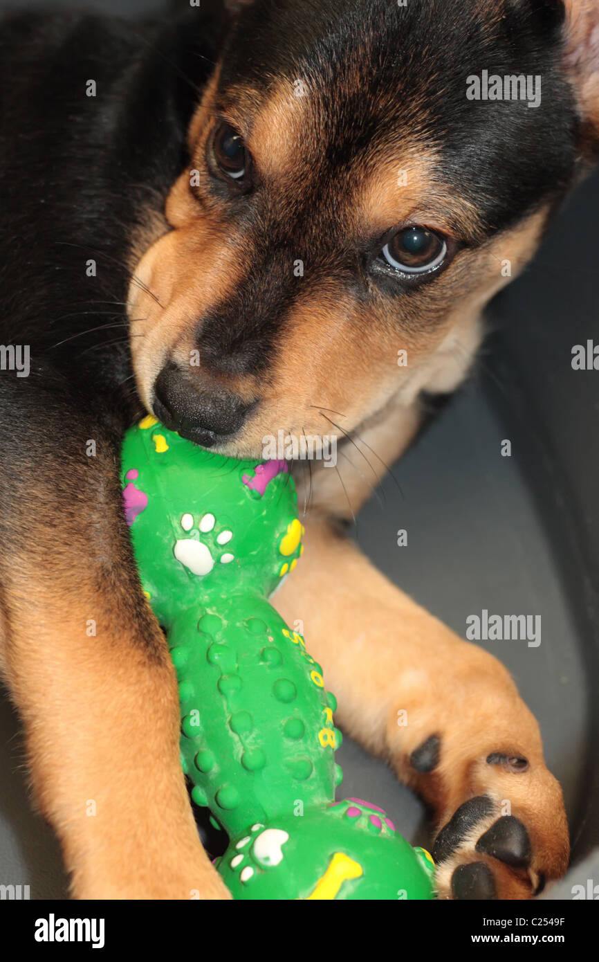 Cane ed il suo giocattolo Foto Stock