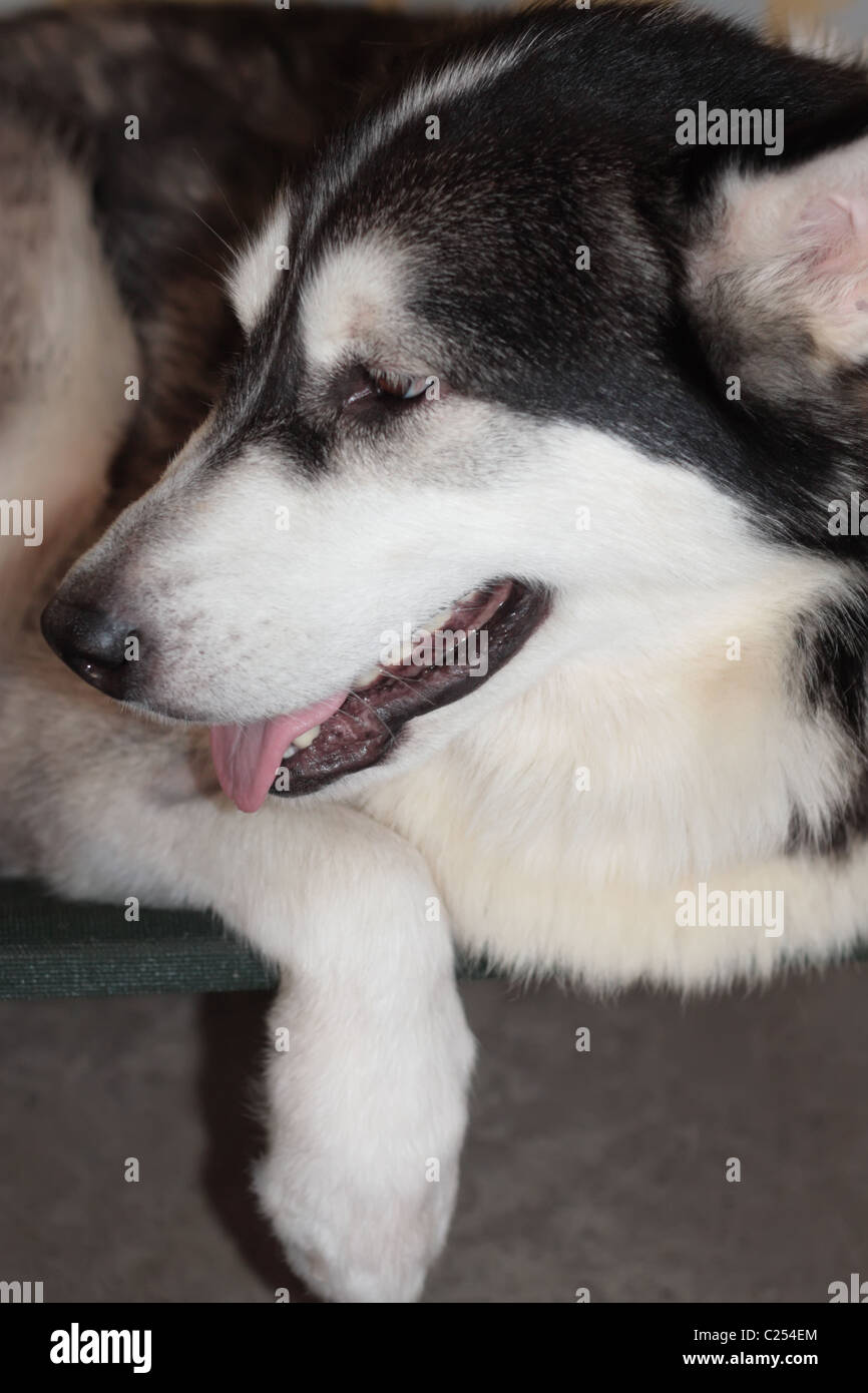 Alaskan Malamute Foto Stock