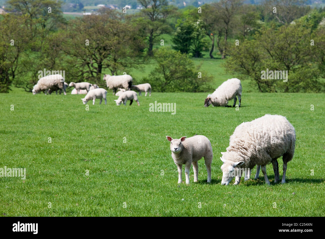 Pecore al pascolo su terreni agricoli nella foresta di Bowland, Lancashire, Inghilterra, Regno Unito Foto Stock