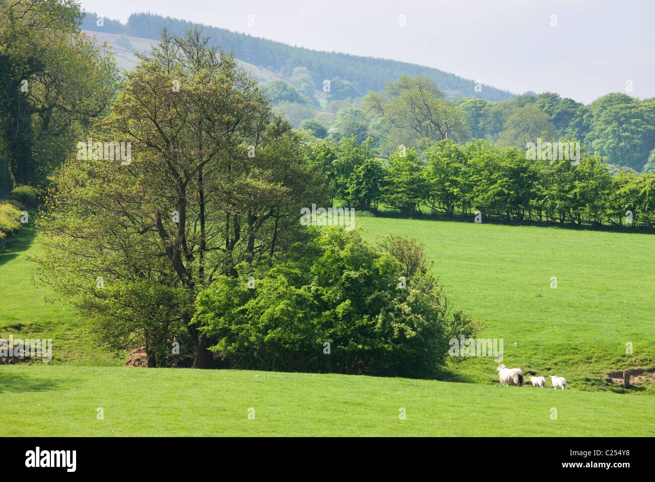 Terreni agricoli nella foresta di Bowland, Lancashire, Inghilterra, Regno Unito Foto Stock