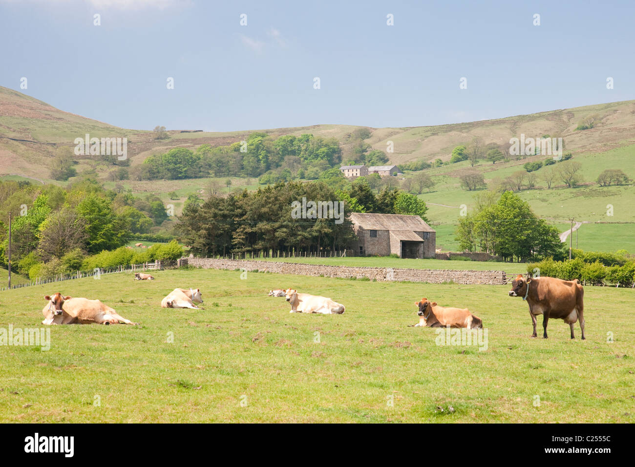 Vacche assopita nel sole di mezzogiorno nella foresta di Bowland, Lancashire, Inghilterra, Regno Unito Foto Stock