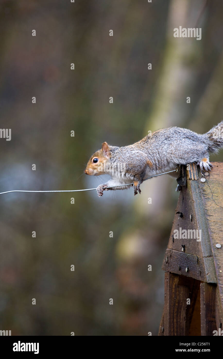 Lo Scoiattolo a Paxton Box Riserva Naturale Foto Stock