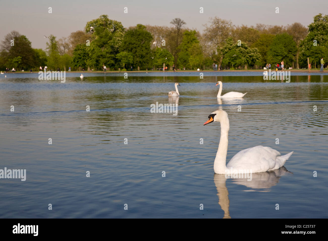 Round Pond in Kensington Gardens Foto Stock