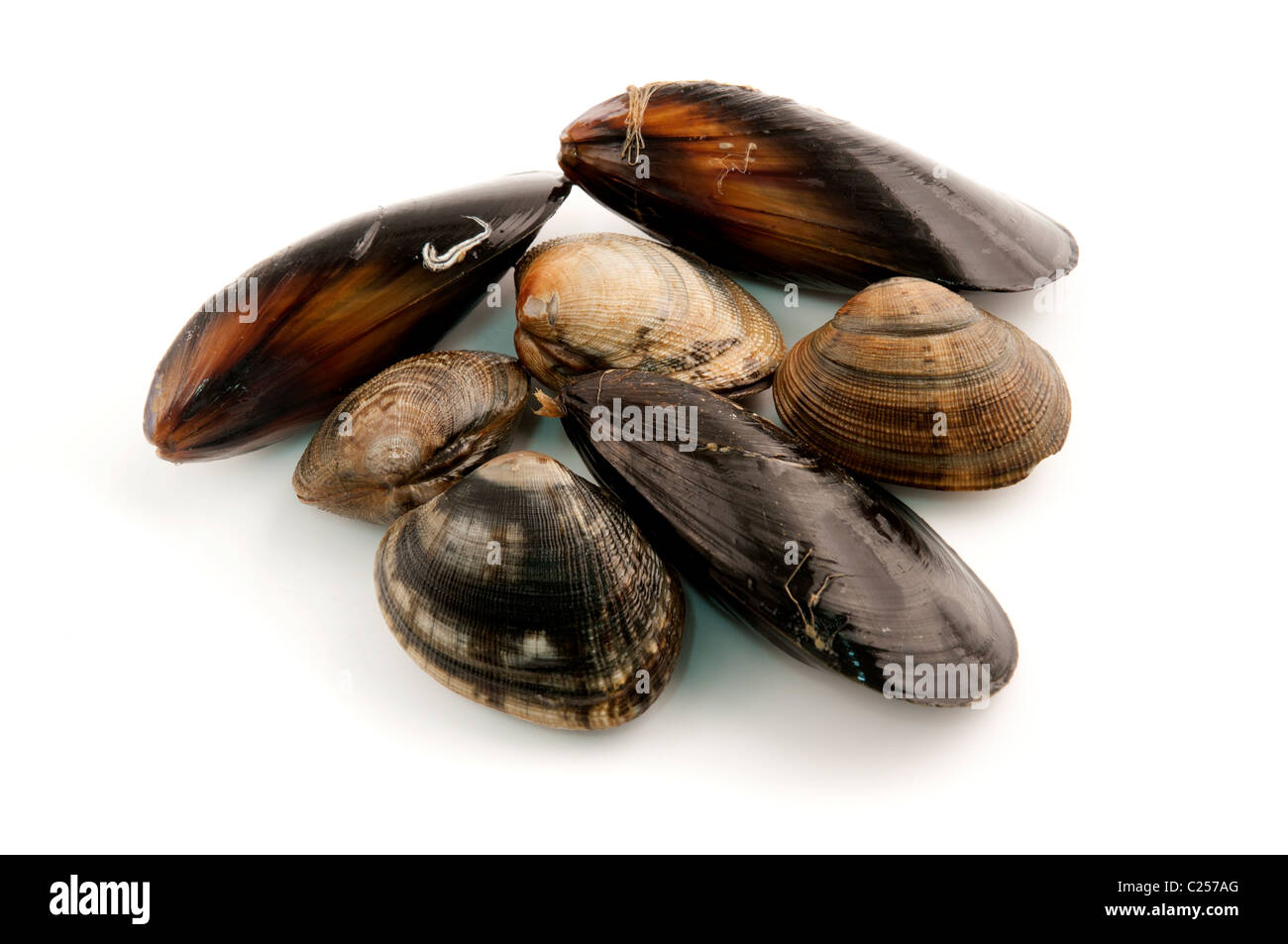 Molluschi commestibili (Mediterraneo le cozze e le vongole con acqua salata) su uno sfondo bianco Foto Stock