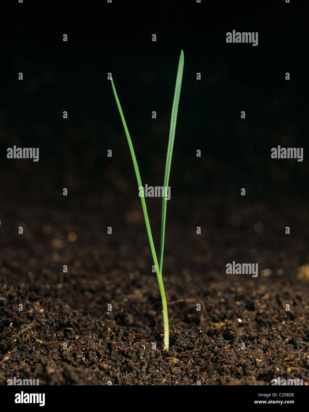 Fleolo (Phleum pratense) piantina erba infestante con due foglie Foto Stock