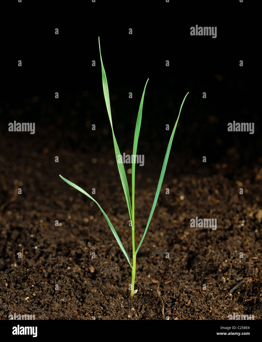 Fleolo (Phleum pratense) piantina erba infestante con quattro foglie Foto Stock