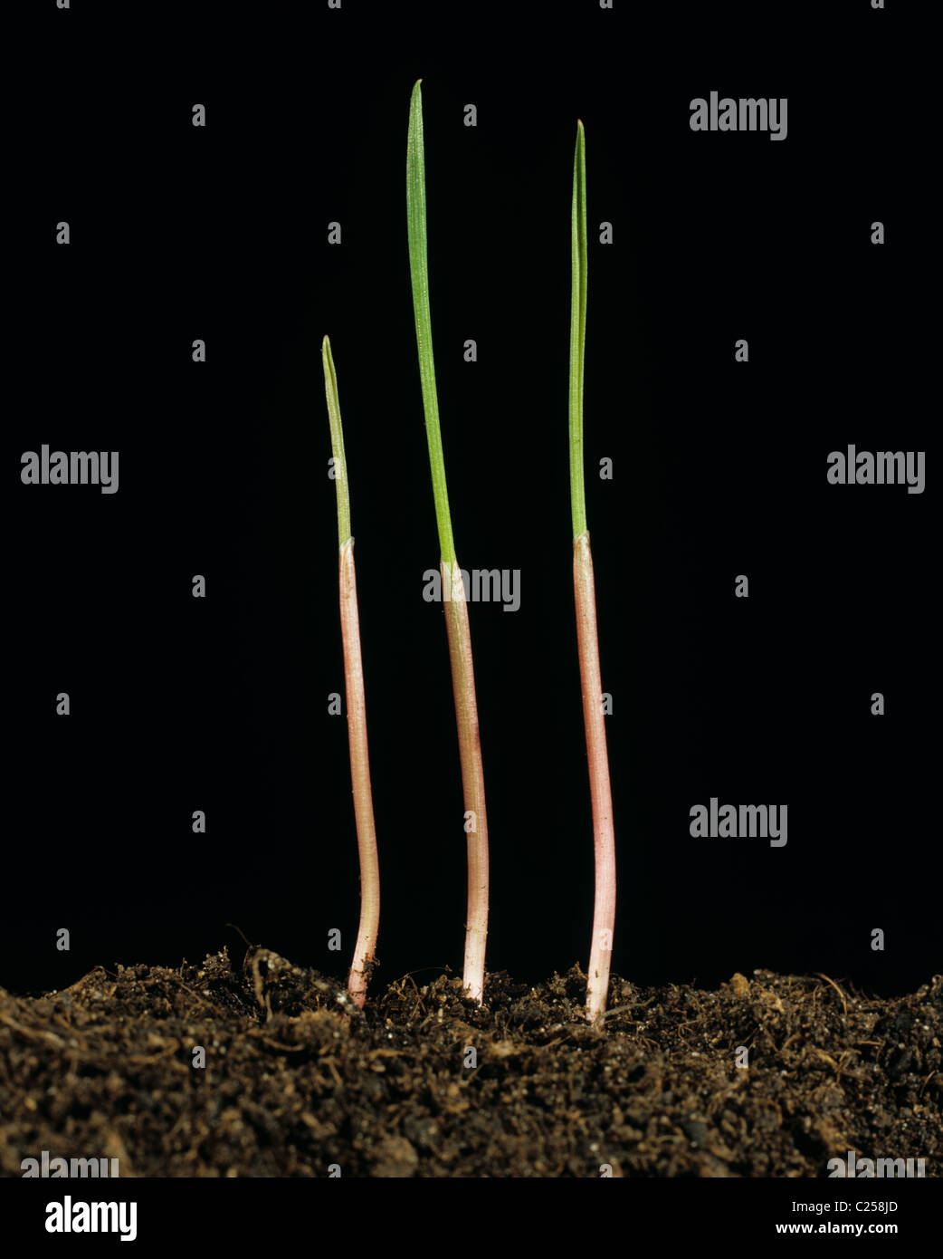 Scagliola (Phalaris canariensis) piantina erba erbacce o uccello sementi di graminacee Foto Stock
