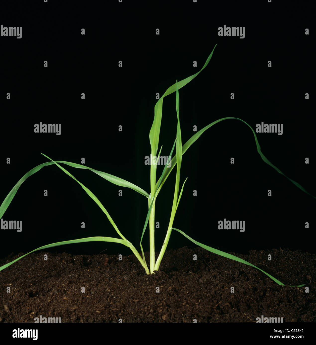 Scagliola (Phalaris canariensis) tillering erba infestante o bird erba seme Foto Stock