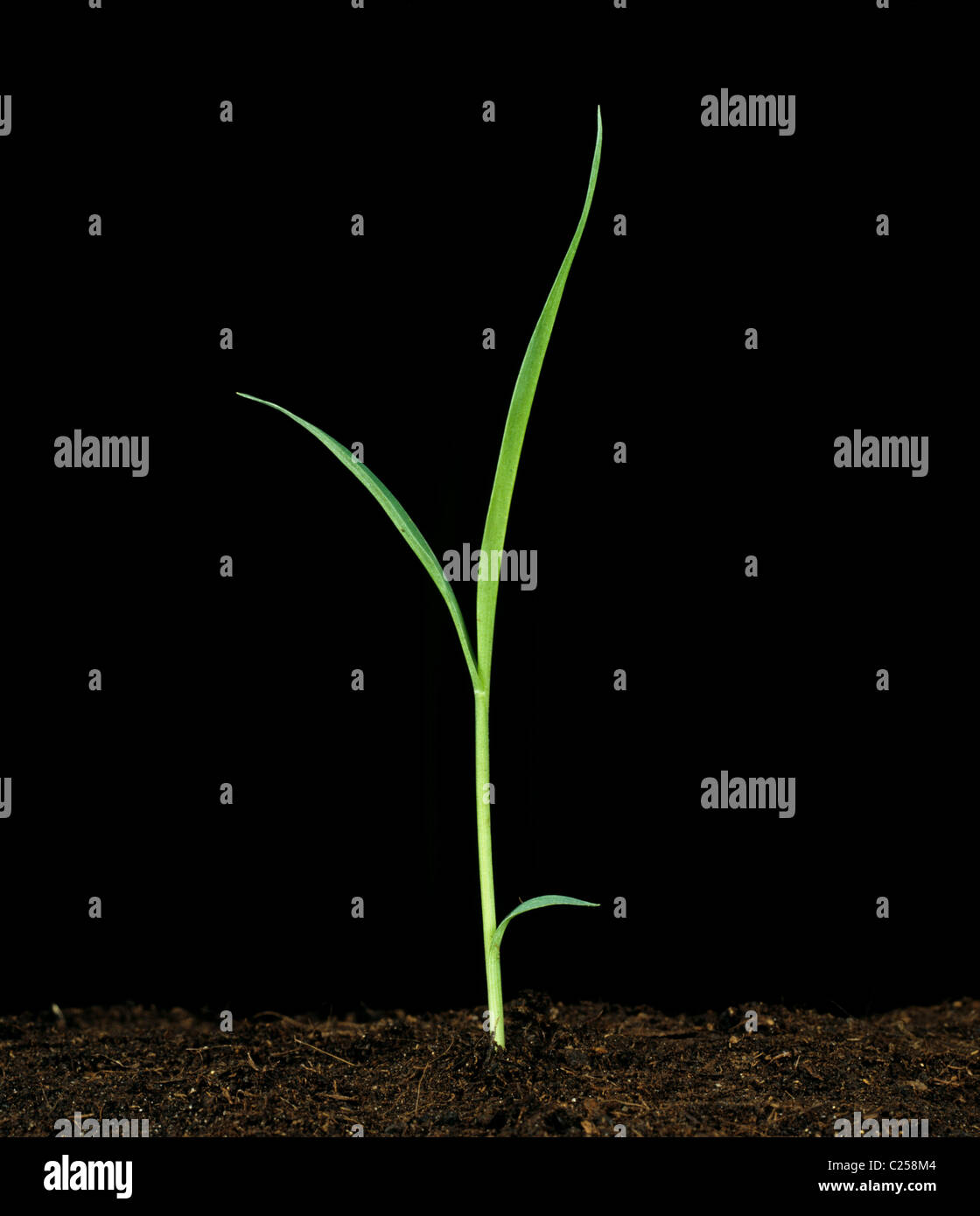 Coda di volpe verde (Setaria viridis) piantina crop erba infestante pianta Foto Stock