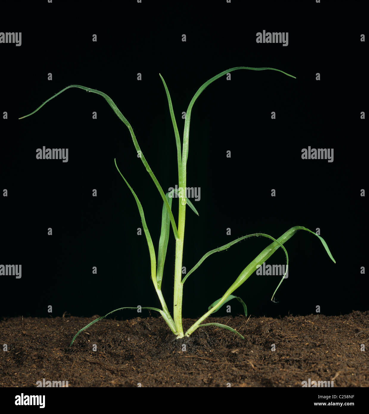 Erba di Kikuyu (Pennisetum clandestinum) pianta giovane di erba di coltivazione Foto Stock
