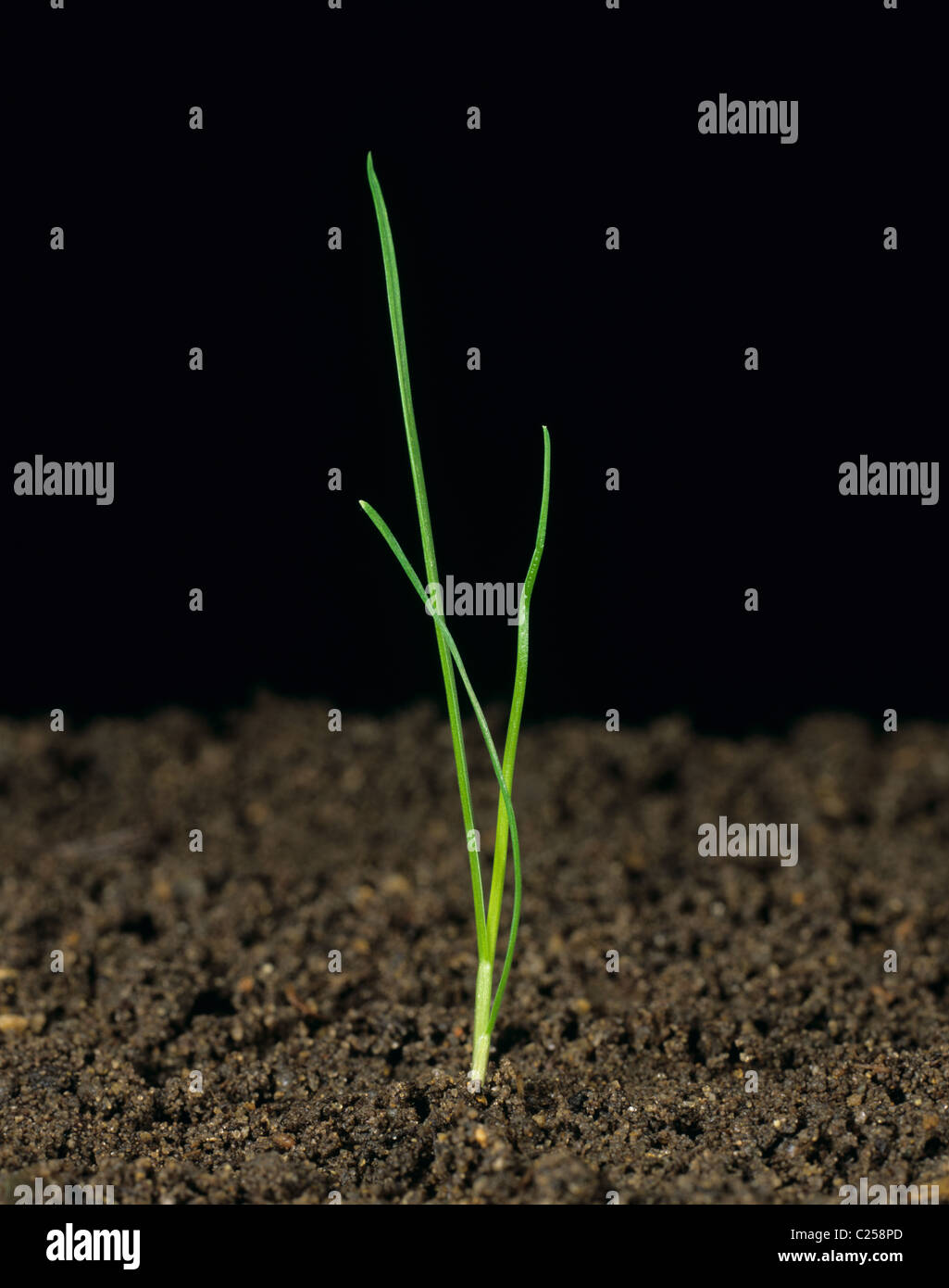 Rough-sgambate erba di prato (Poa trivialis) piantina pianta con tre foglie Foto Stock