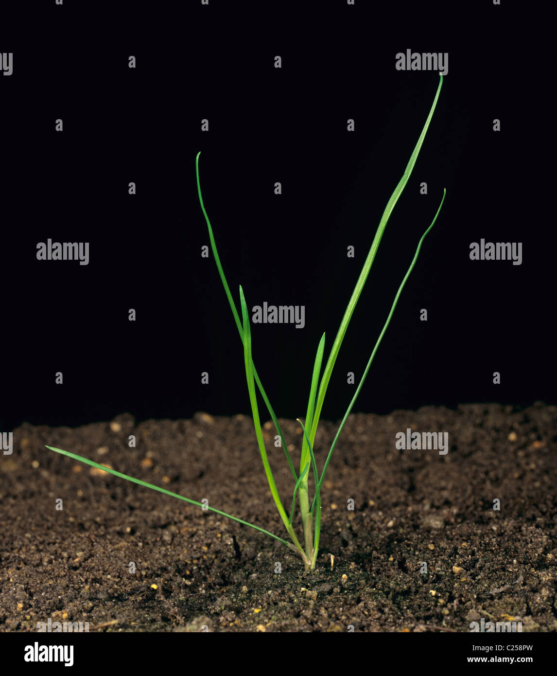 Rough-sgambate erba di prato (Poa trivialis) giovani pianta tillering Foto Stock