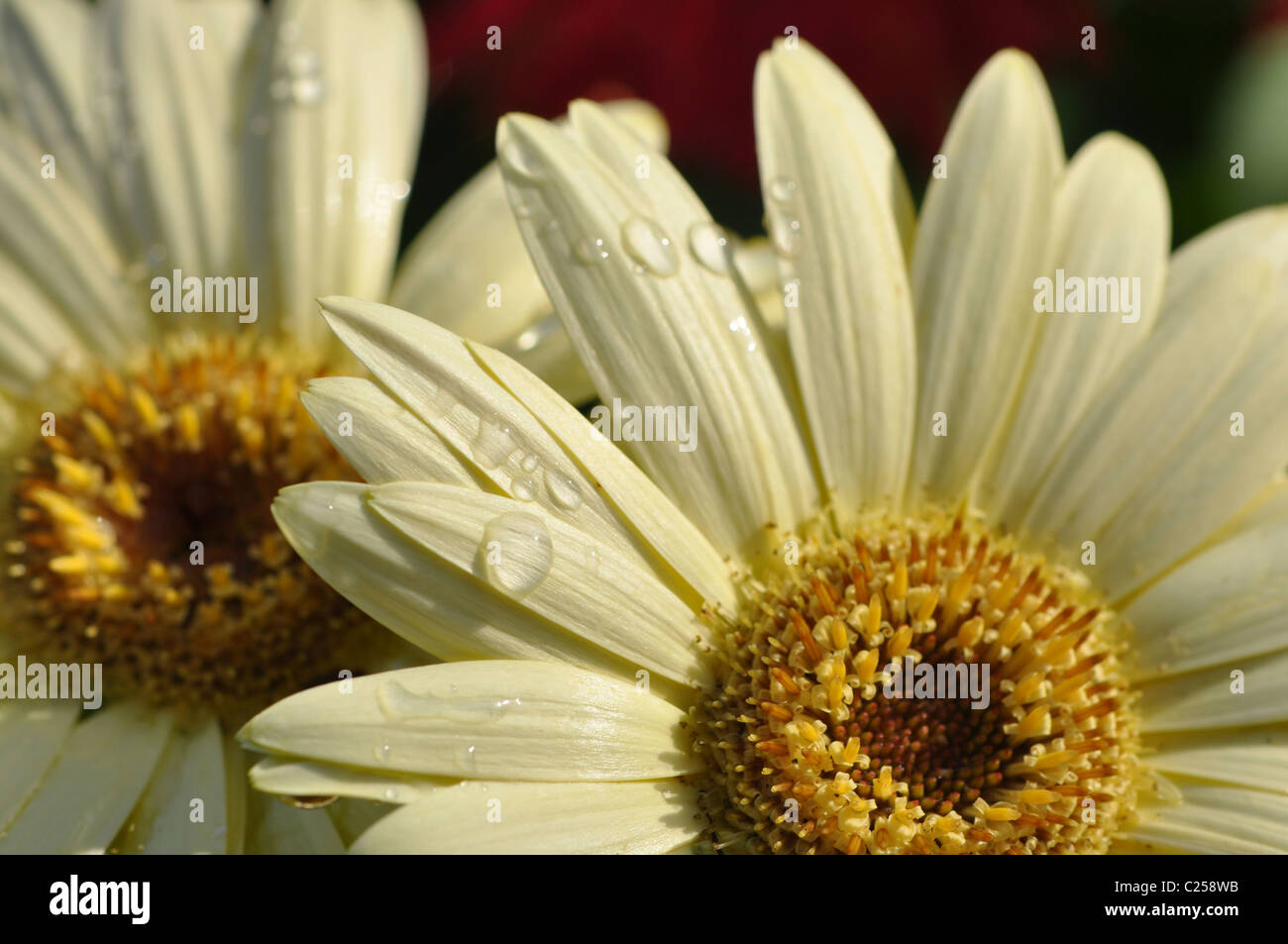 Macro di 2 giallo cremoso gerber margherite al sole con goccioline di acqua sulla petali Foto Stock